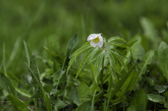 Anemonoides caerulea