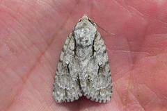 Acronicta lobeliae