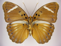 Euphaedra preussi preussi