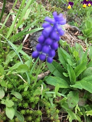 Muscari botryoides
