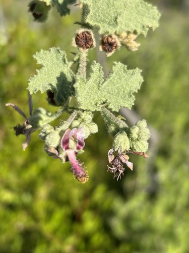 Anisodontea reflexa (Anisodontea reflexa)
