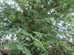 Tamarindus indica