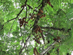 Tamarindus indica