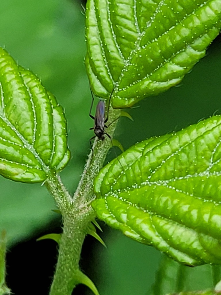 Dark-winged Fungus Gnats from Frankfurt-Süd, Deutschland on May 29 ...