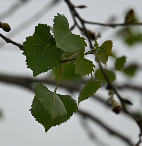 iNaturalist observation photo of Frémont Cottonwood