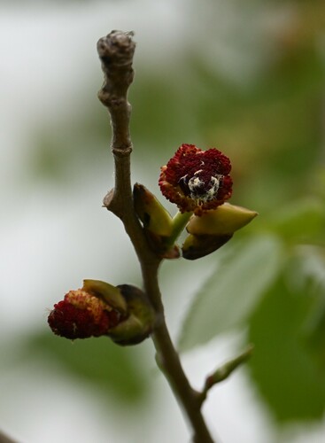 iNaturalist observation photo of Frémont Cottonwood