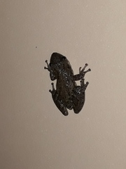 Scinax nasicus