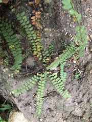 Adiantum incisum