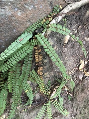 Adiantum incisum