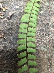 Adiantum incisum