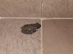 Scinax nasicus