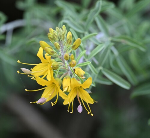 iNaturalist observation photo of Bladderpod