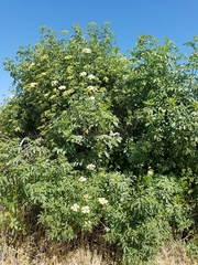 Ligusticum grayi