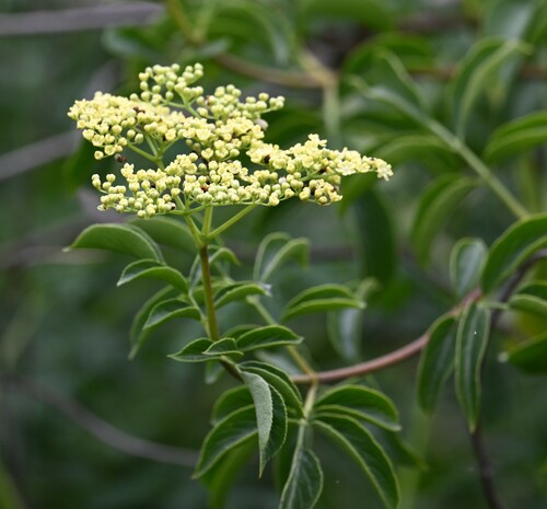iNaturalist observation photo of blue elder