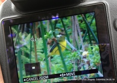 Pseudocolopteryx acutipennis