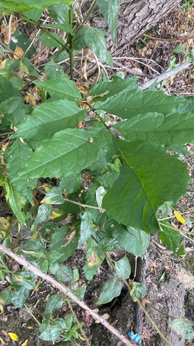 iNaturalist observation photo of tropical ash