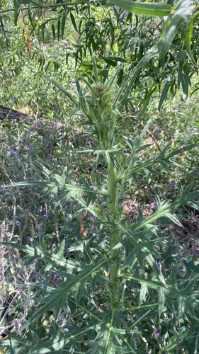 iNaturalist observation photo of Bull Thistle