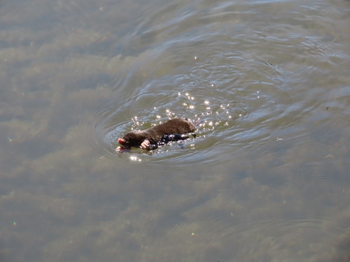 Iberian mole, 4440 Sobrado, Portugal, photo 6 of 10