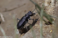 Cicindela amargosae