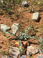 Chlorogalum grandiflorum
