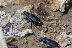 Cicindela amargosae