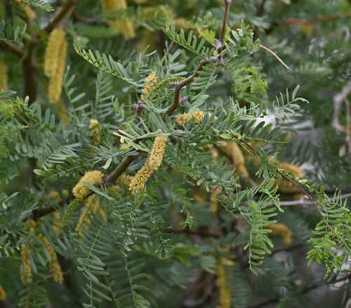 iNaturalist observation photo of western honey mesquite