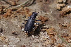 Cicindela amargosae