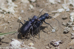 Cicindela amargosae