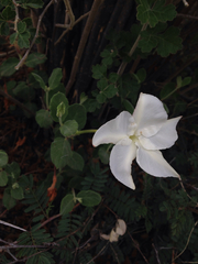 Mandevilla