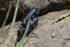 Cicindela amargosae