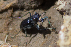 Cicindela amargosae