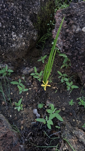Gorgojo (Curculigo scorzonerifolia)