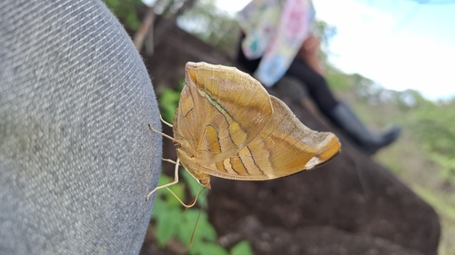 Orion Cecropian
