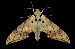 Ambulyx substrigilis