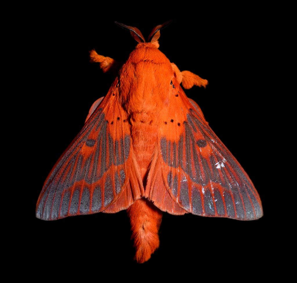 Lappet Moths