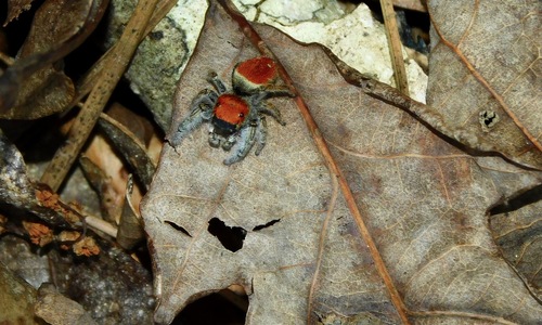 Whitman's Jumping Spider photo 5