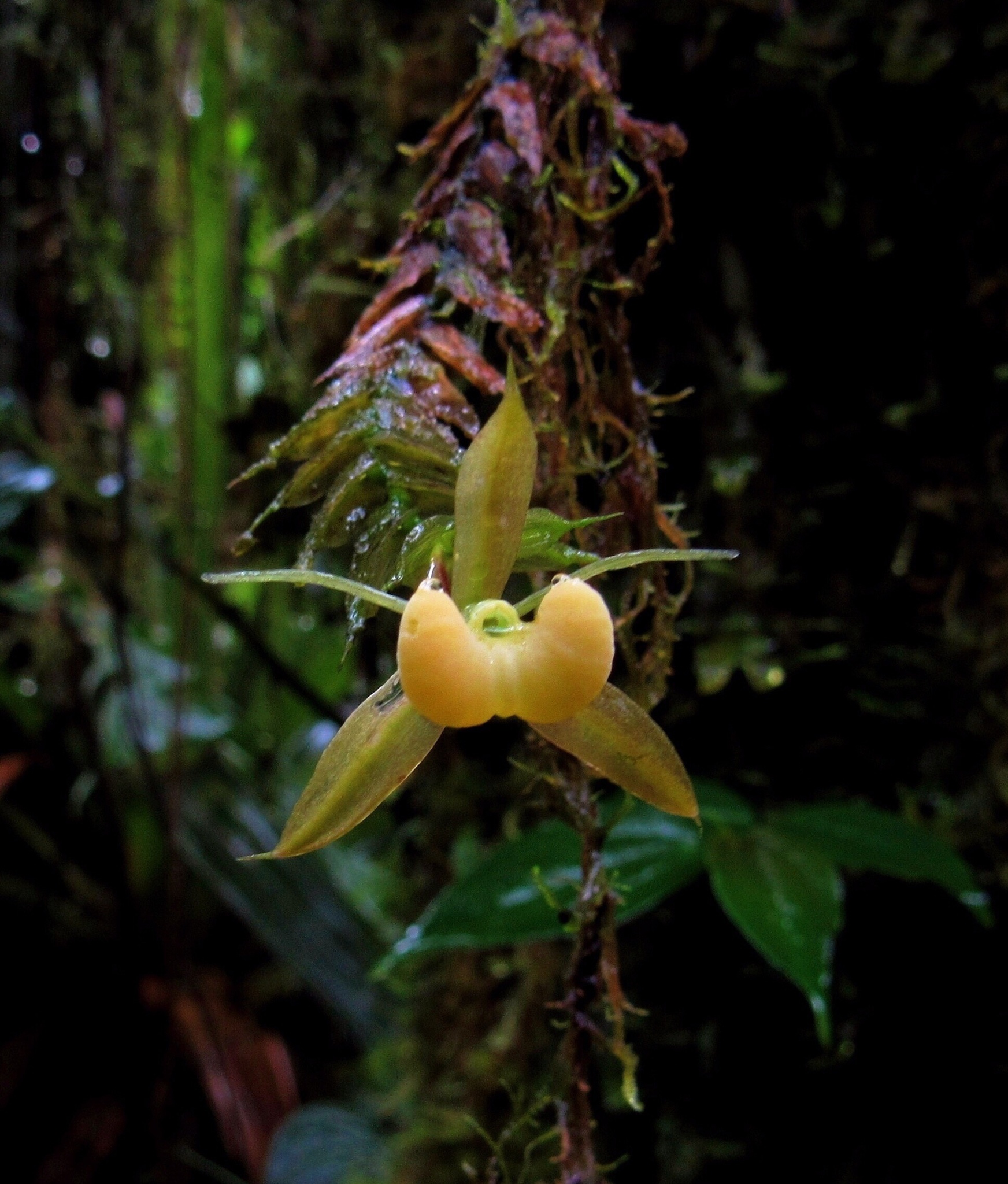 Epidendrum tropidioides Garay 4