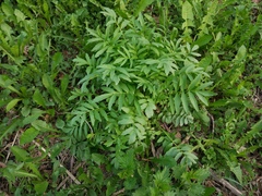 Valeriana transjenisensis
