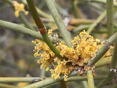 Ephedra californica