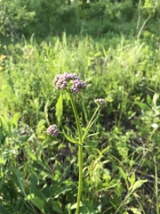Valeriana rossica