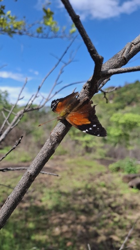 Historis acheronta acheronta