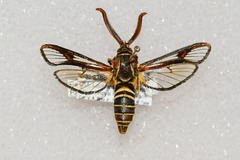 Paranthrene asilipennis