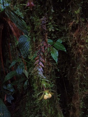Epidendrum tropidioides