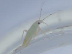 Phylus coryli