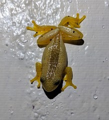 Afrixalus fornasini