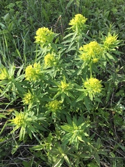 Euphorbia semivillosa