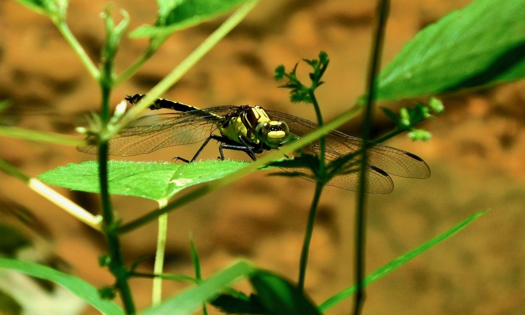 Black-shouldered Spinyleg