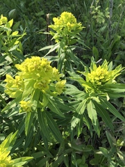Euphorbia semivillosa