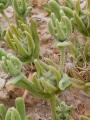 Image of Aizoanthemopsis hispanica
