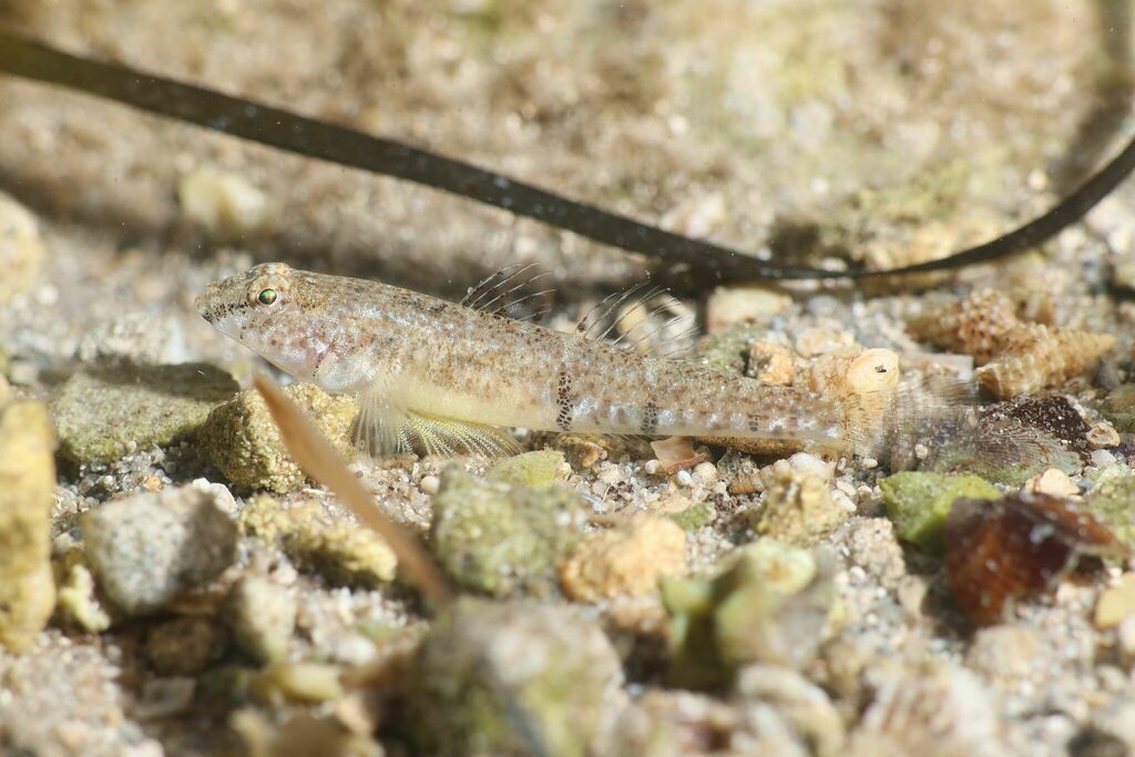 Tortonese's Goby